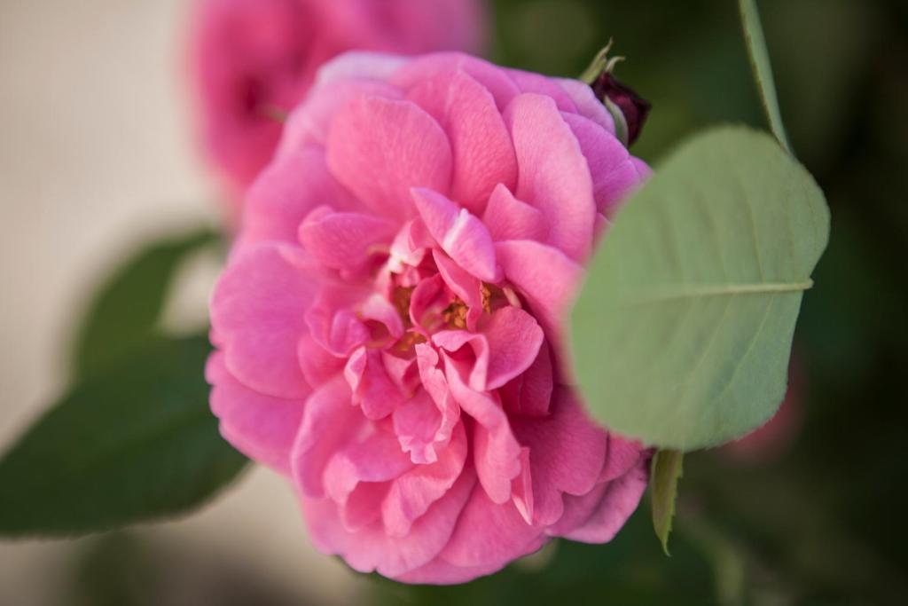 Villino Di Porporano Bed and Breakfast Πάρμα Εξωτερικό φωτογραφία