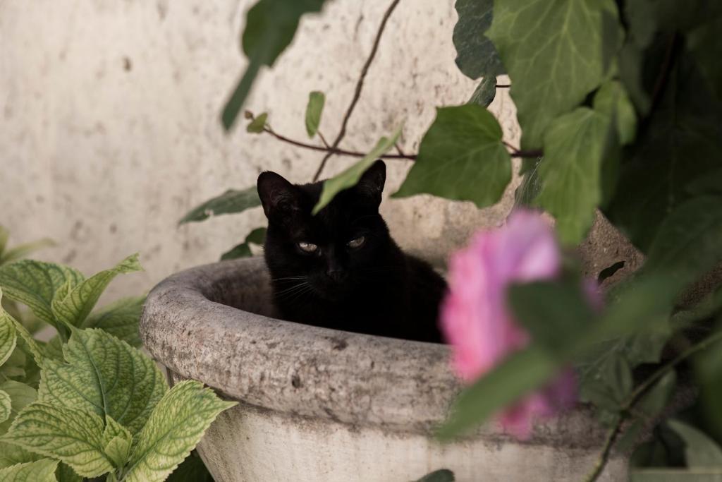 Villino Di Porporano Bed and Breakfast Πάρμα Εξωτερικό φωτογραφία